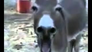 Laughing Donkey