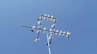 Полет настоящих Бакинских голубей. Baku pigeons flying