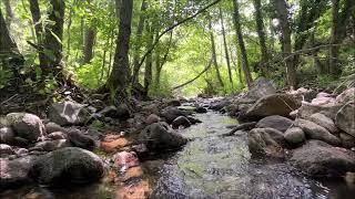 Cool forest stream. Nature water and bird sounds.. Relaxing meditation sounds for deep sleep..