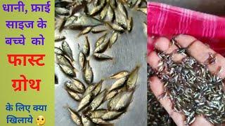 Fry Size k machli ko kya khilaye? Fry fish feeding #fishfarming #fishfarmingbusiness #fish #machli