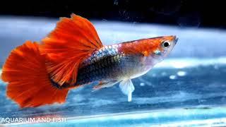 Guppy Half Black Red Rose Cute animals Videos