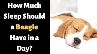 How Much Sleep Should a Beagle Have in a Day?