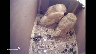 Barn Owls mating and using barn owl box