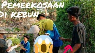 Filem pendek di perkosa di kebun