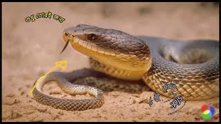 Spread up rissels vipar or ulobora snake in Bangladesh near all area.