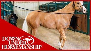 Clinton Anderson Correcting a Horse That Paws While Tied Up - Downunder Horsemanship