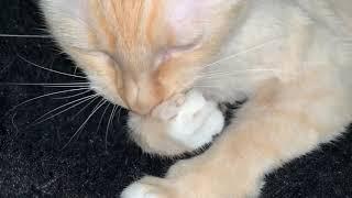 Kitty’s ASMR  Up Close Paw Grooming #1