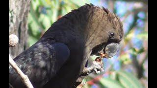 Glossy black cockatoo Calyptorhynchus lathami