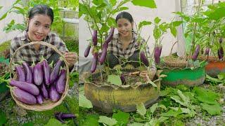 Easy Way To Grow eggplant at home on Tire design with many fruits and high yield