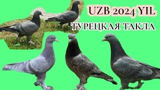 Taklachi Uzb#Турецкая#Такла#Голуби Pigeons