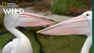 Australian Pelicans Take a Walk  Secrets of the Zoo Down Under