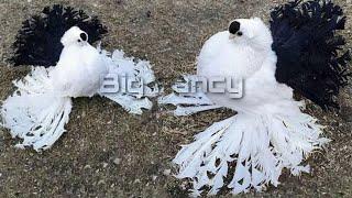 Most Beautiful Fancy Pigeon Collection  Amazing Exotic Fancy Pigeon Breeds  Fancy Pigeon farm