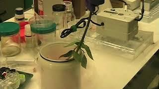 Freezing and shattering a rose with liquid nitrogen LN2