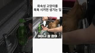 화속성 고양이