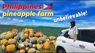 A Korean family who saw a huge Philippine pineapple farm for the first time