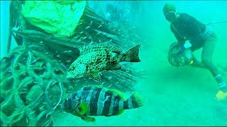 Lặn Biển Gốc Chà Mới Ở Độ Sâu 20 Mét Chỉa Cá Mú - Tại Điểm Tàu Dưới Gò Nước Sụt  P 146
