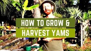 How to Grow and Harvest Yams