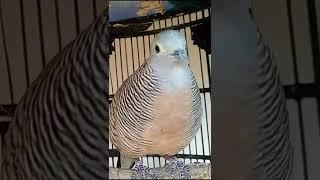 Burung Perkutut Rondosemoyo