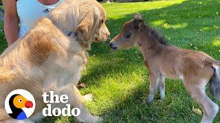 Mini Horse Tries So Hard To Make His Very First Friend  The Dodo Little But Fierce