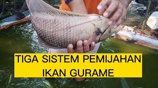 TIGA SISTEM PEMIJAHAN IKAN GURAME#budidaya #gurame