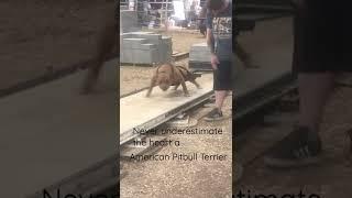 Pitbull Weightpull competition in Dewey Oklahoma