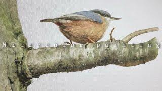 How to paint a realistic branch  bird in watercolor  수채화  peinture branche à laquarelle