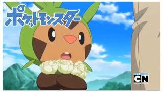 Chespin’s Cutest Moments  Pokémon HD