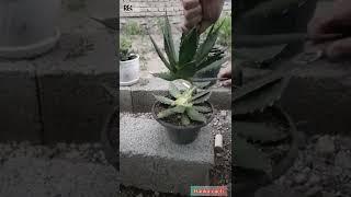 agave horida#agave#cacti#آگاوهوریدا#آگاو_هوریدا#سرزنی