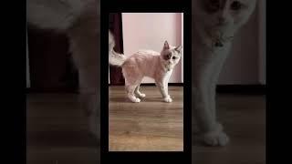 Funny cat video #memes #meme #cat #cats #shorts #short