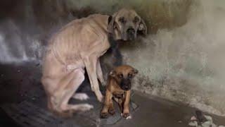 Mother Dog Endured The Pain To Live Until Her Only Puppy Was Saved