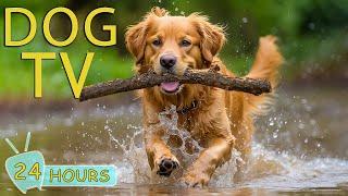 DOG TV Best Collection Relaxing Music for Dogs - The Best Video to Calm Your Dogs When Home Alone