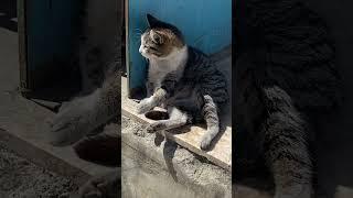 #shorts #cats #cat #catlover #catslovers #cute #trending #viral #funny #reels #love #keşfet #short