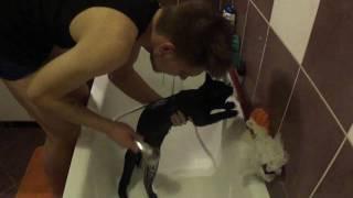 Runčuks Terminators - Nu KĀPĒC atkal ir jāmazgājas??? Funny Terminator Cat- Bathroom Story