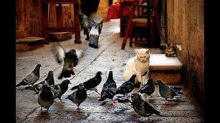 Learn English Through Story With Subtitles -Cat Among the Pigeons -Level 4