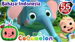 Lagu Namaku  CoComelon Bahasa Indonesia - Lagu Anak Anak