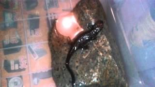 New Warty Newt