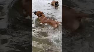Boerboel Puppies first Swim #shortsfeed #viral #boerboel #puppy
