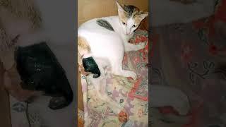 Seconds cat gives birth #shorts #shortsvideo