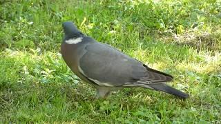 Grzywacz odgłosy - gatunek Gołębia  Wood pigeon callings