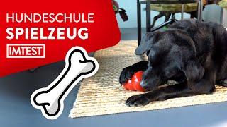 Hund erziehen Die besten Spiele für den Hund  Mit Trainer-Tipps