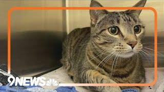 Denver Animal Shelter offering free microchips for cats