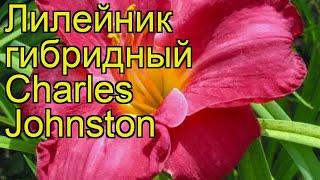 Лилейник гибридный Чарльз Джонстон. Краткий обзор описание характеристик где купить саженцы