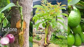 Tricks for GRAFTING Avocado Trees With the Best Results  best hormones onions