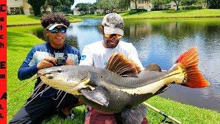 RARE GIANT Redtail CATFISH Caught in TOWN CENTER