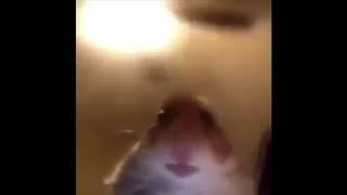 Hamster Webcam 10 Hours Version