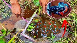 Just Caught Beautiful  Fish Species Wild Betta And Siam Betta From The Lotus Flower Lake