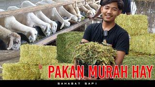 PAKAN MURAH HAY BIAYA 20 RIBU SEHARI UNTUK 70 EKOR DOMBA KURAWA FARM