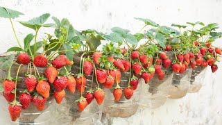 The secret to growing strawberries in hanging plastic bottles the fruits are many and sweet