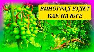 Как ускорить созревание винограда на севере. Как выращивать виноград. Выращивание винограда.