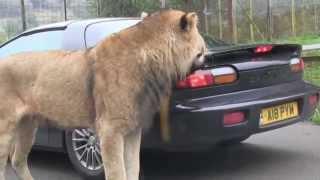 Lion takes a bite out of sports car  Viral Video UK